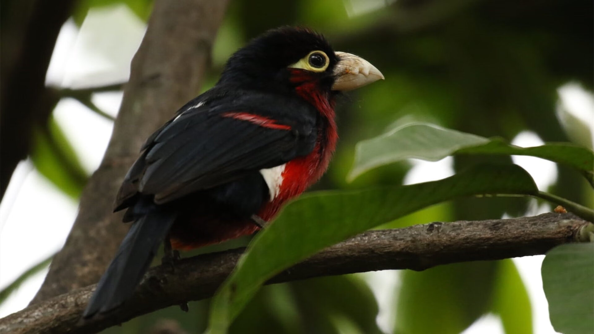 星光下的绝杀者,格列兹曼灼热状态与比利时队最后时刻的璀璨一击