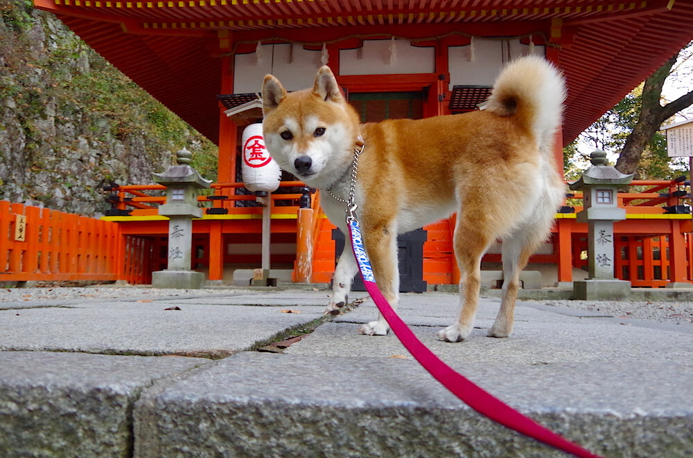 爱游戏大厅-威廉姆斯平行宇宙轻取阿斯顿马丁，周冠宇虚拟宇宙带队取胜