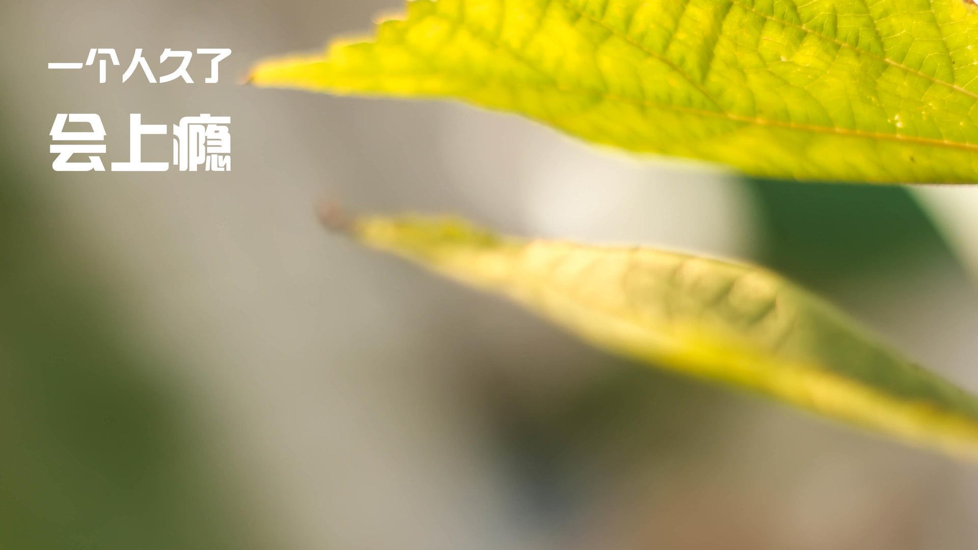 篮球双雄，天津队完胜浙江队，东契奇领军取胜