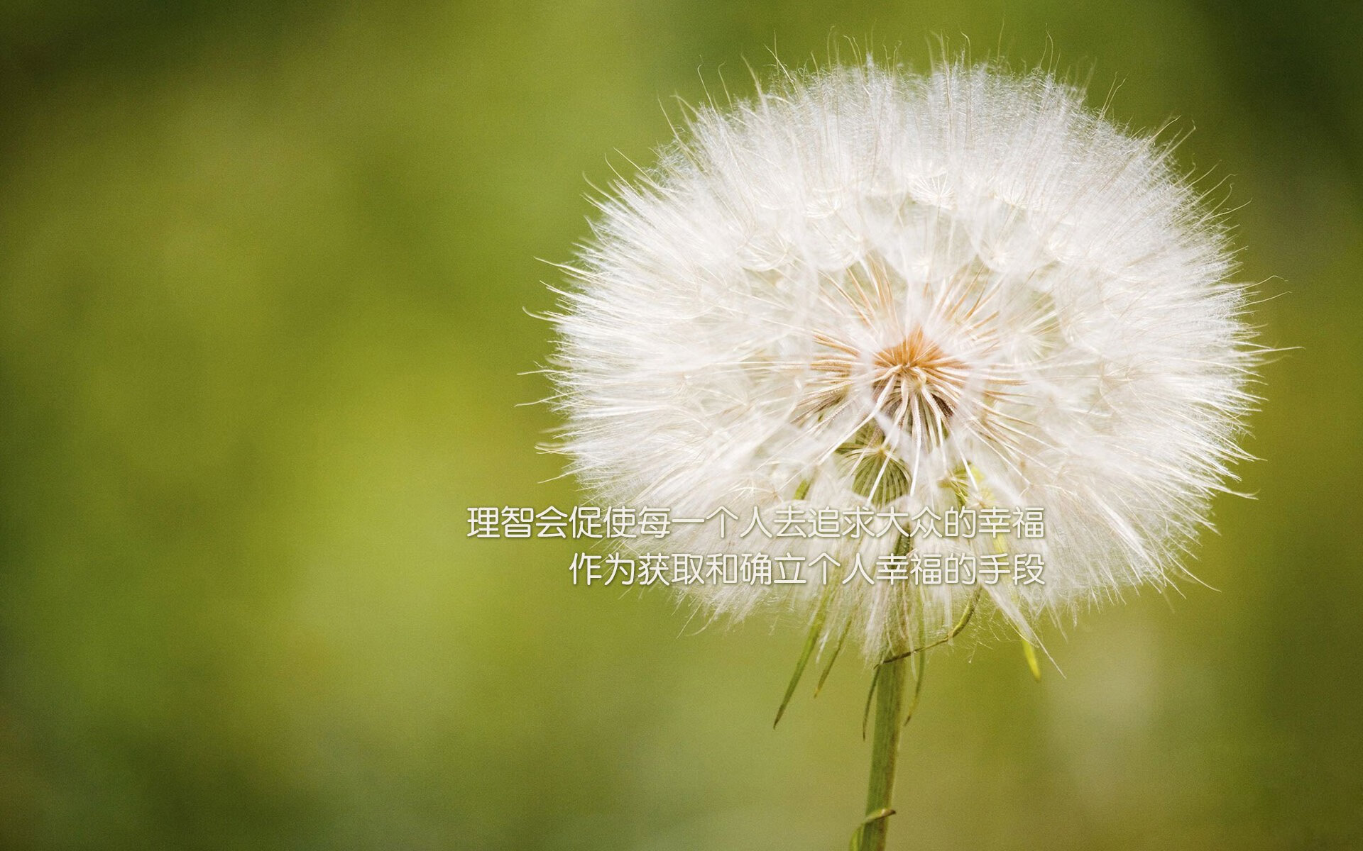 胜负手与粉碎者，约基奇的绝对统治与独行侠的团队铁锤