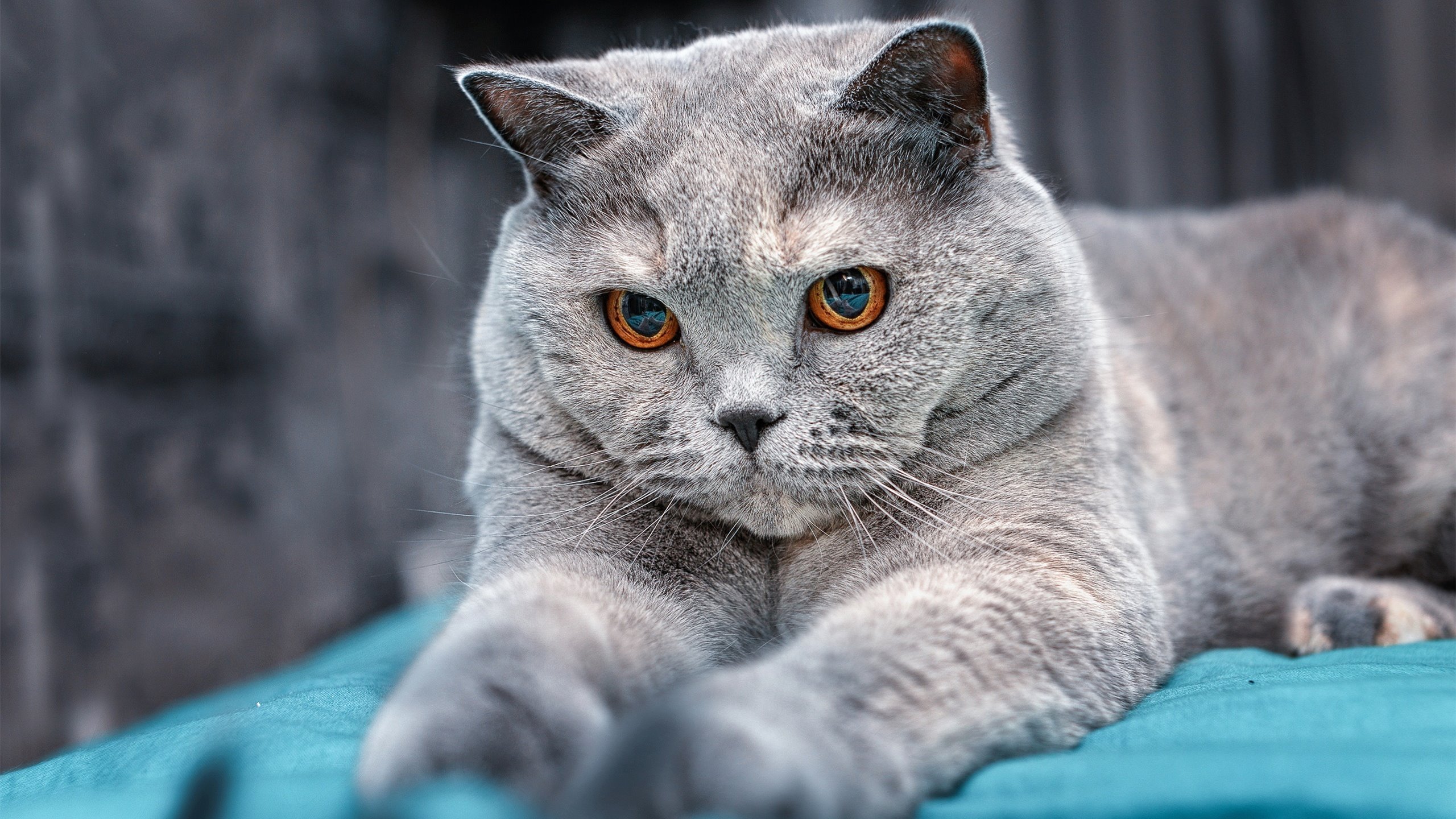 史诗级对撞！戈贝尔狂砍双20统治攻防，勇士鏖战吉林引爆跨时空篮球风暴