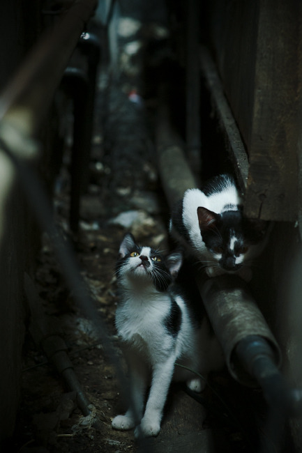 双城记，伦纳德一剑封喉定乾坤，字母哥铁蹄踏破萨城夜