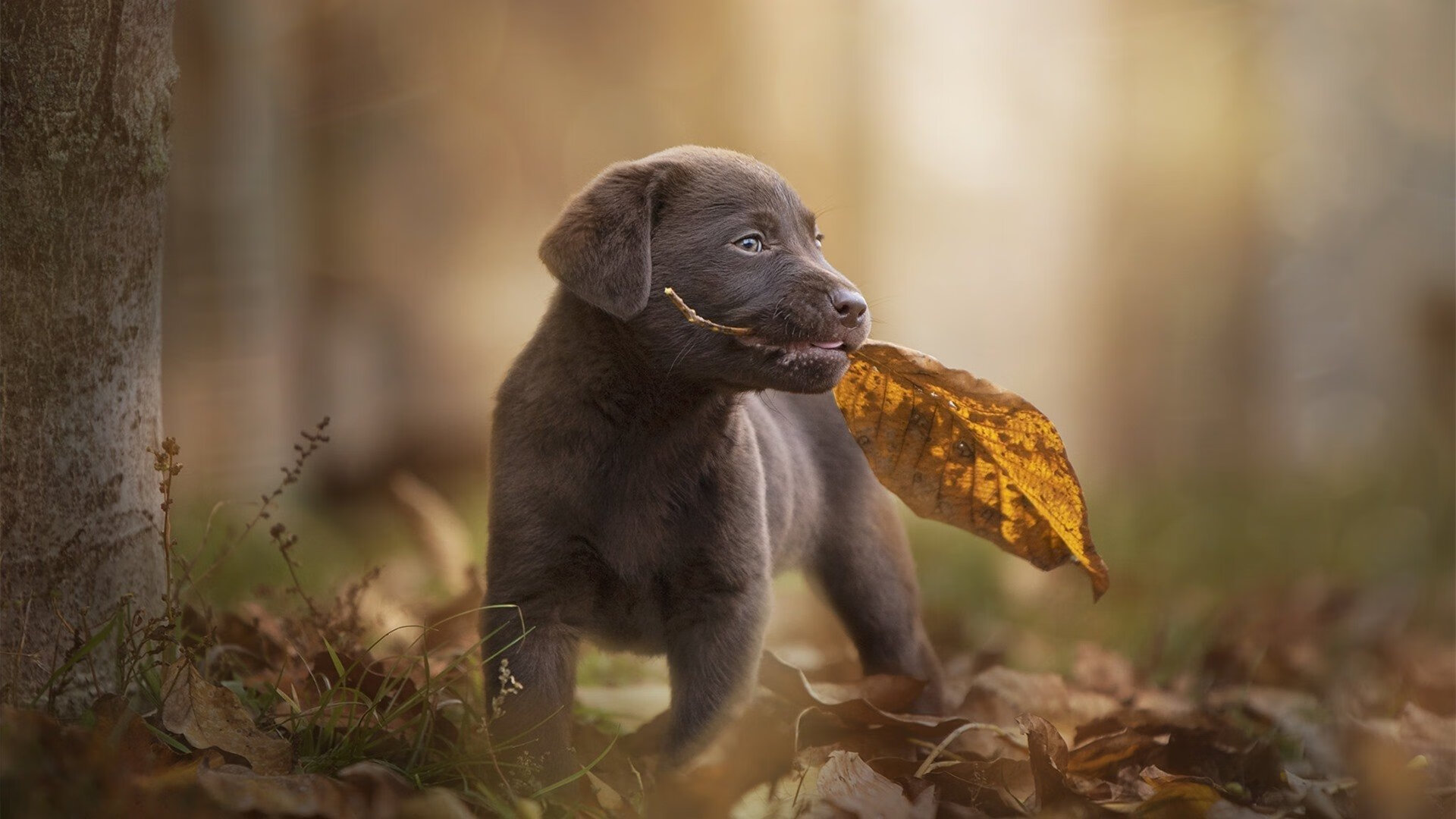 锁死巴西铁幕，超频孙兴慜引擎，当团队意志遇见不灭锋芒