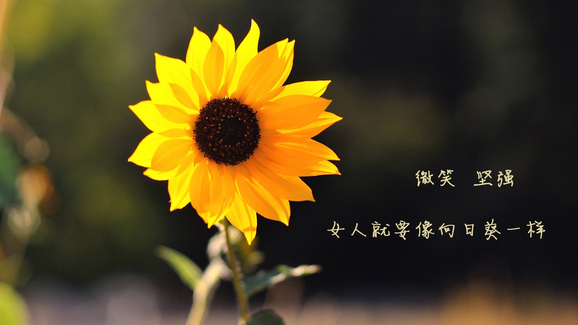 雨夜破盾！富安健洋一传一射定乾坤，西班牙单节狂澜击溃瑞士