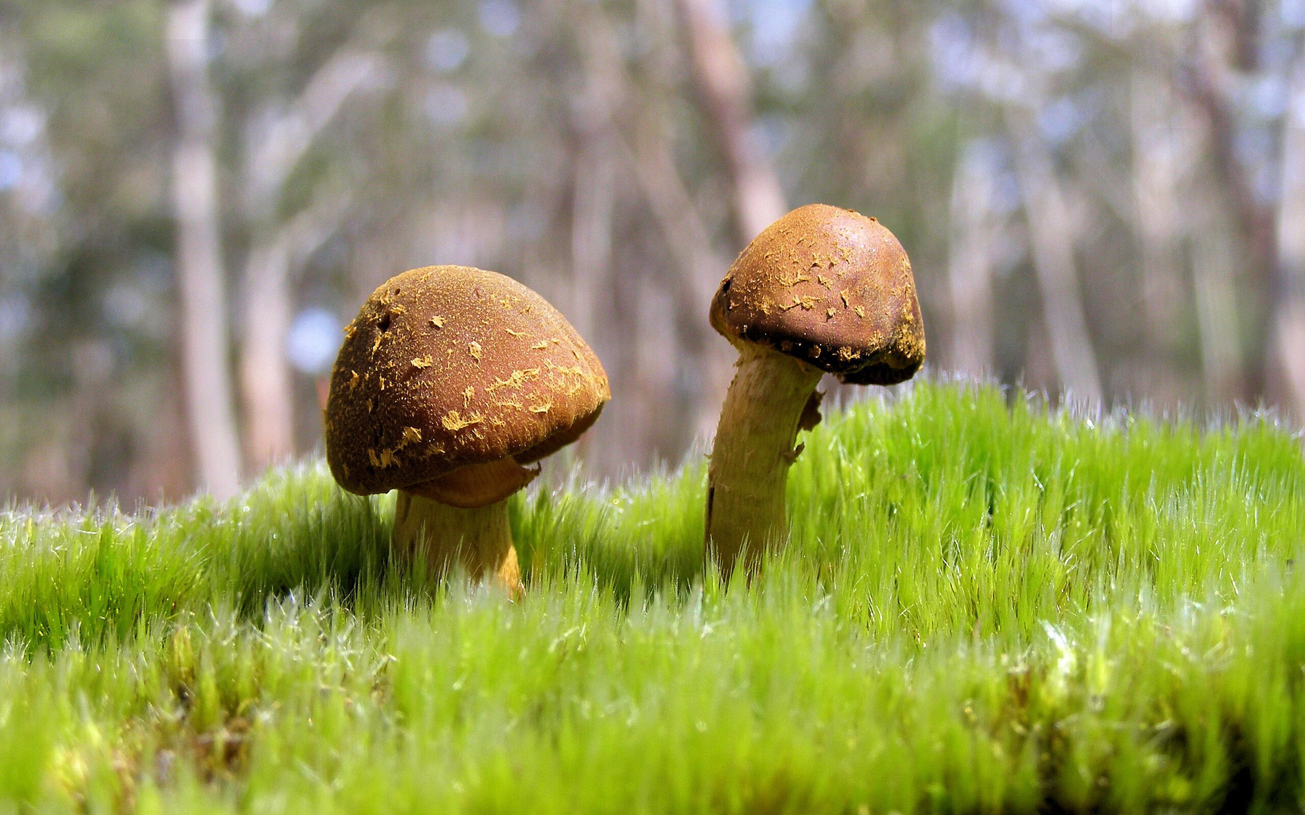 钢铁长城！布雷默让苏格兰的每一次冲击都撞上叹息之墙