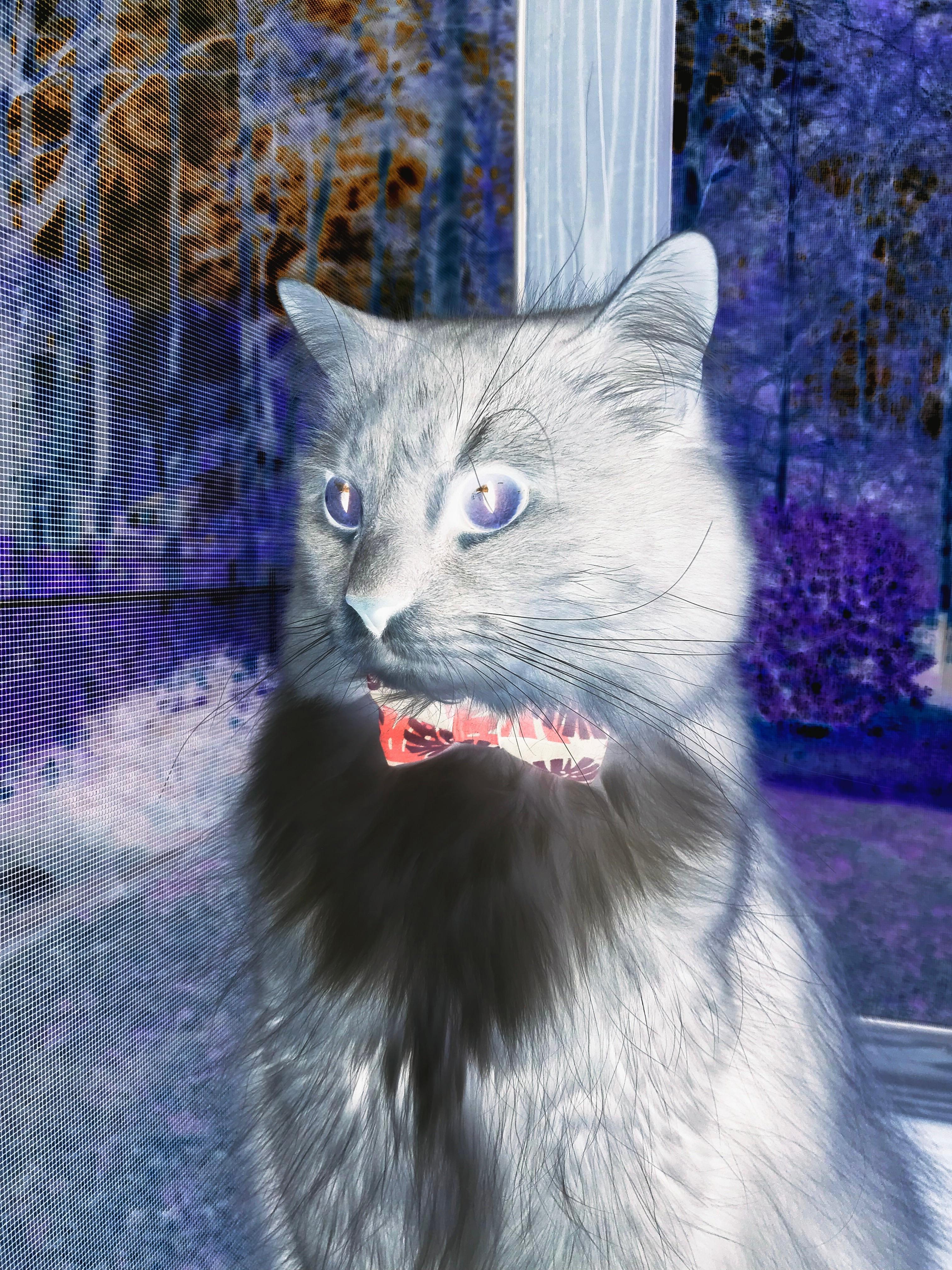 闪电战风暴！委内瑞拉速胜尼斯，伊萨克在排名争夺战中接管比赛