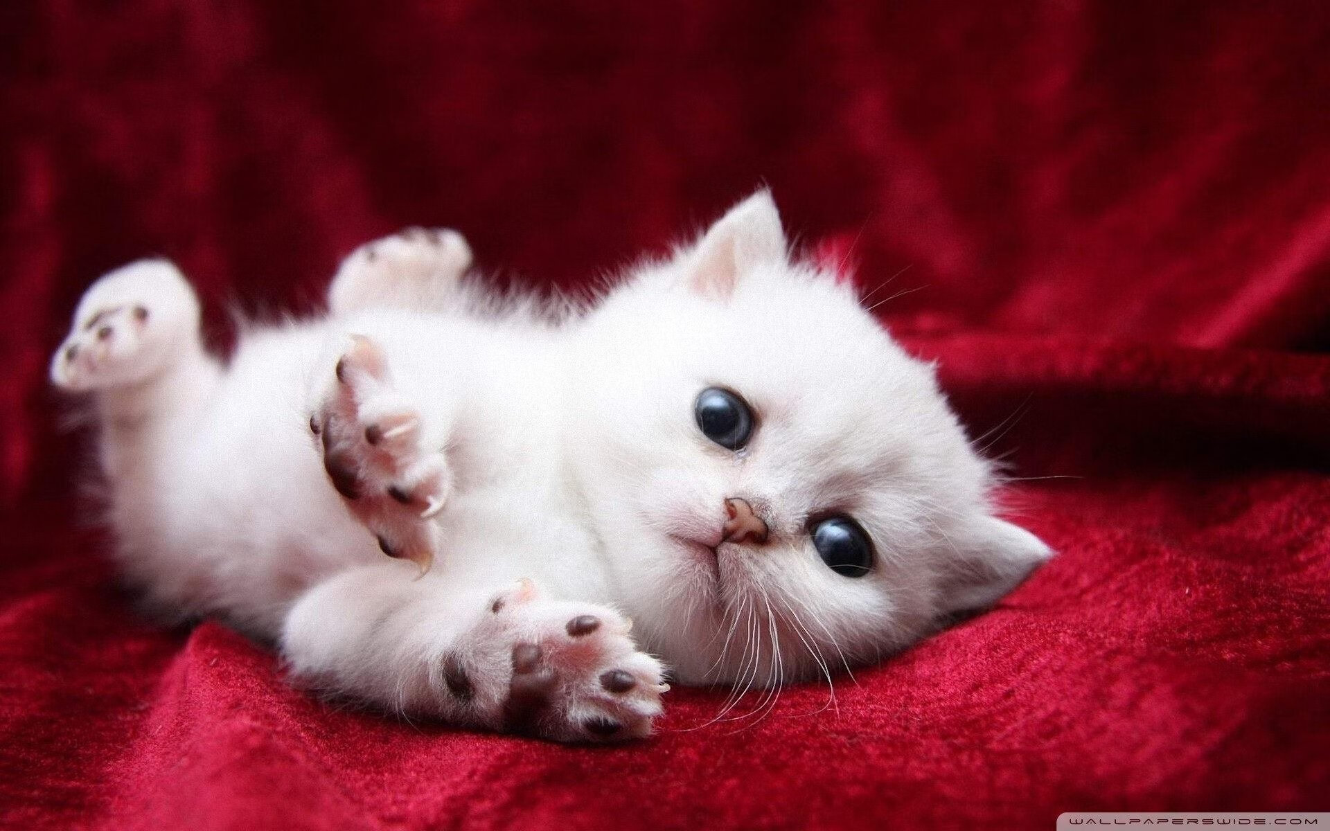 篮球平行宇宙，当广东队攻陷灰熊，东契奇却在另一个维度献上神迹