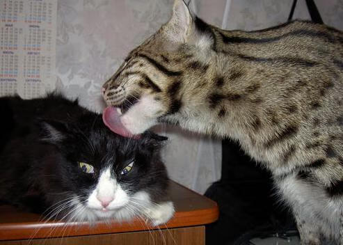 双线战报，福克斯狂暴输出定胜局，森林狼铁血防守断日耀