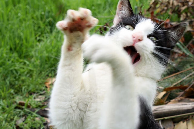 当加勒比海风席卷翡翠绿岛，一场改写认知的足球对话