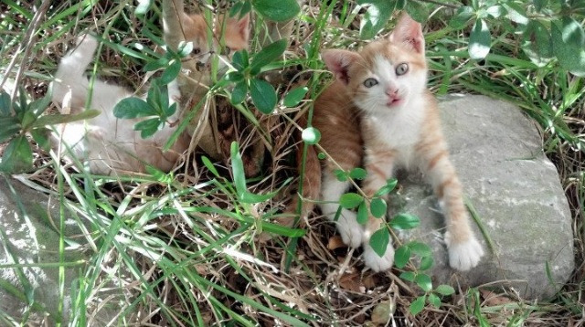 烈焰焚冰，当米切尔的个人英雄主义刺穿马刺的永恒秩序