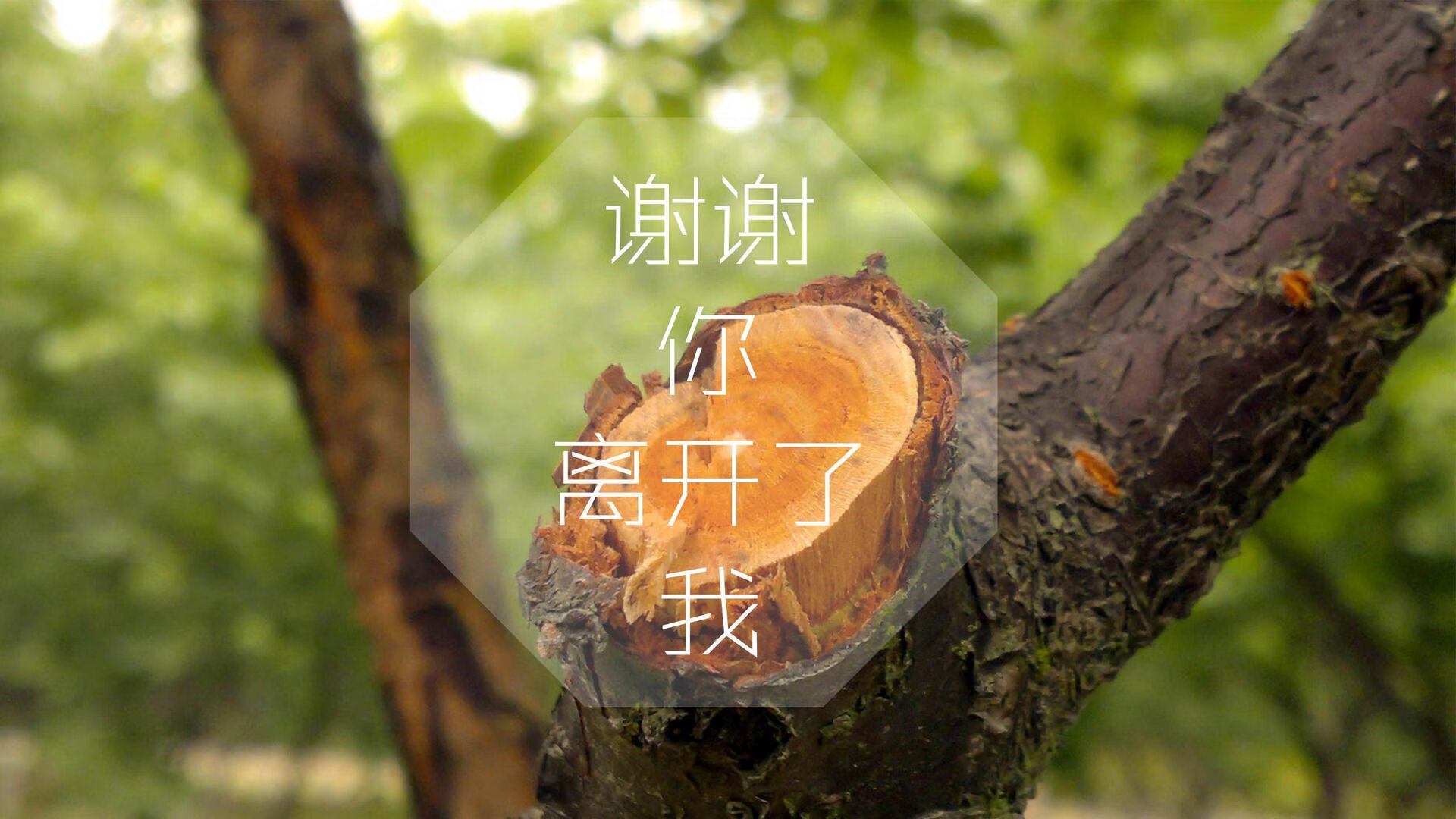 哈面孔下的风暴眼,当佩德里在2026年E组的绞杀战中,为葡萄牙点亮唯一航标
