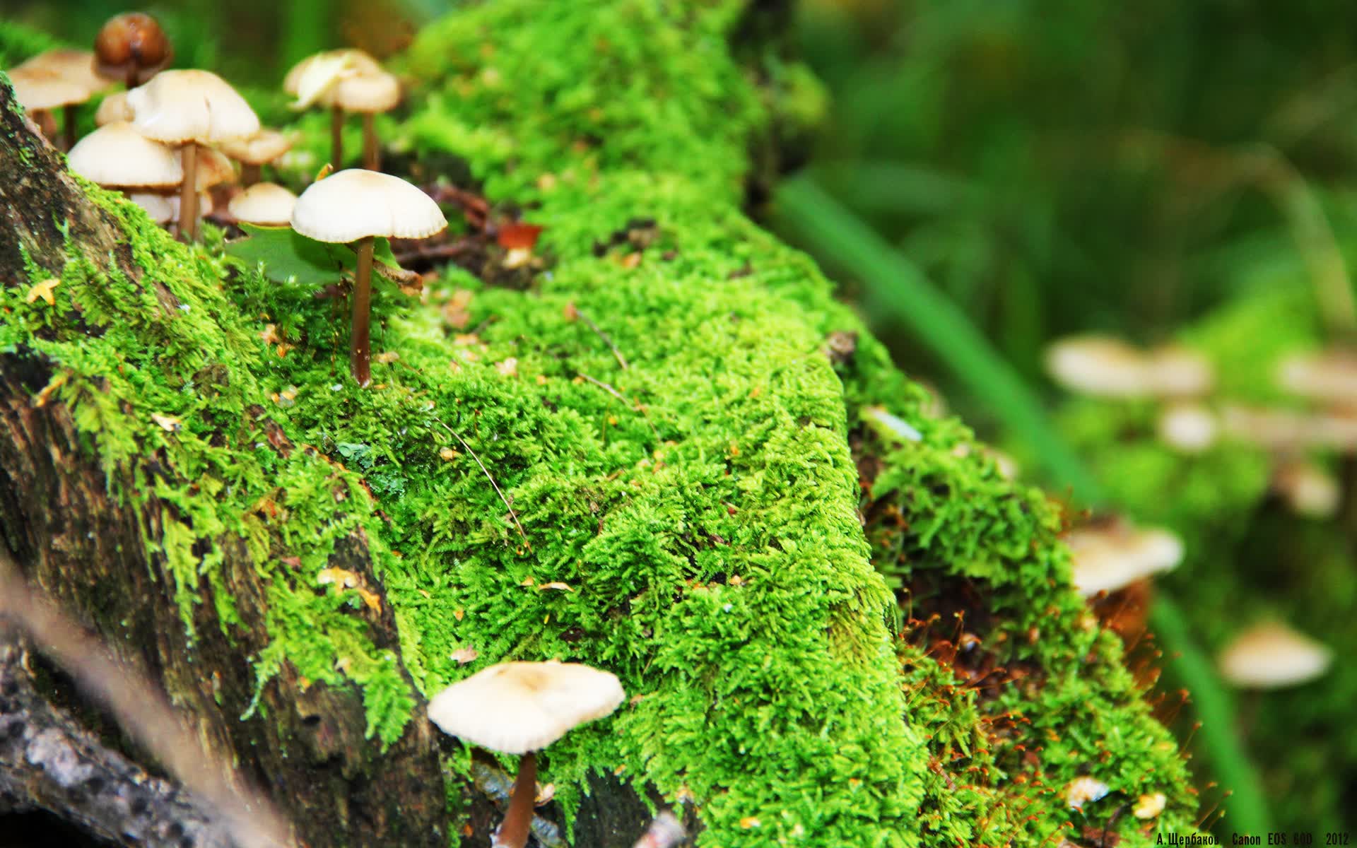 这是一篇为您定制的、强调唯一性的深度分析文章,结合了您提供的关键词,构建了一个平行时空下的世界杯超级冷门剧本